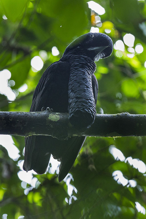 A black bird sits on a tree branch. A long column of feathers descends from its chin. 