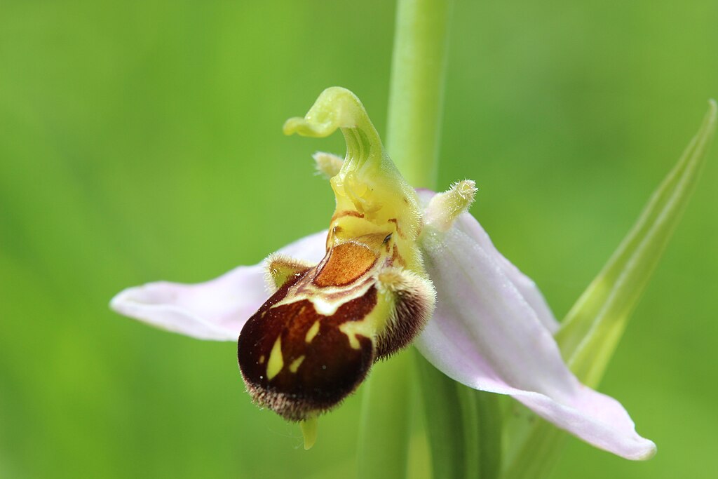 A bee orchid is shaped and colored to attract a specific, now extinct, species of bee. 
