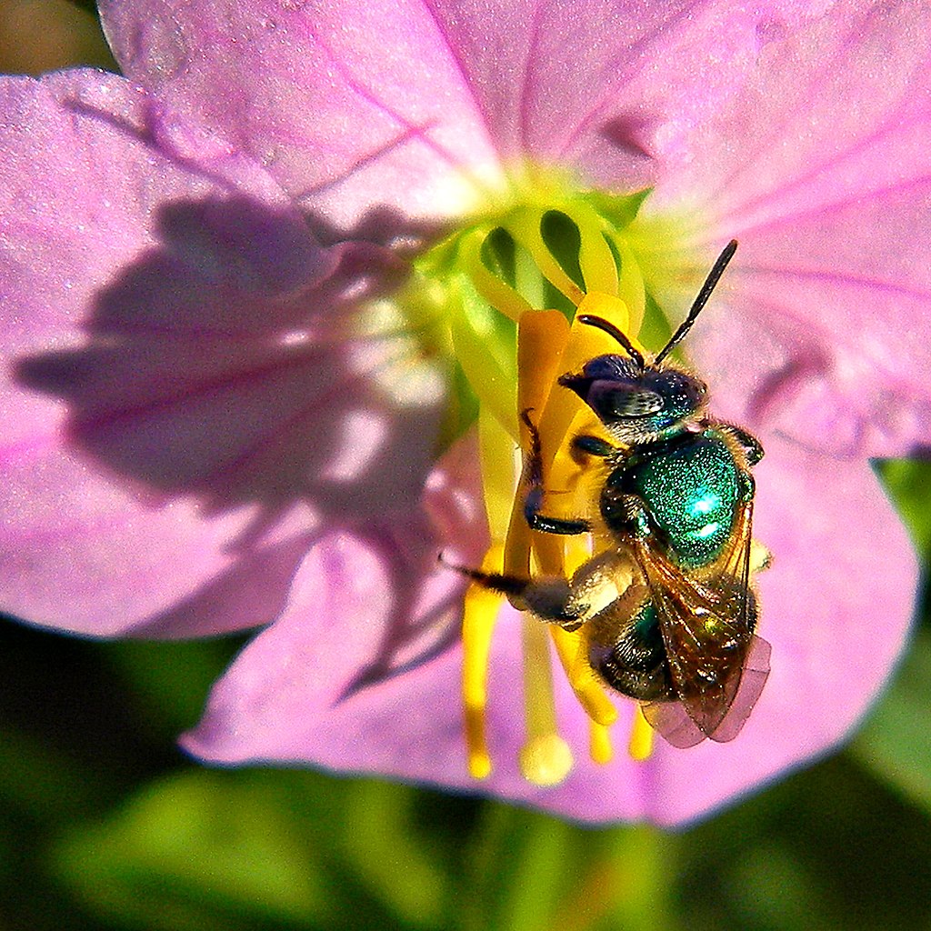 A bright green bee pollinates a pink flower.