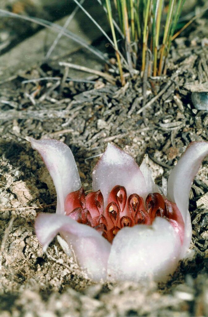 An alien-looking flower with six fleshy white leaves surrounding a center of reddish-brown flowers. 