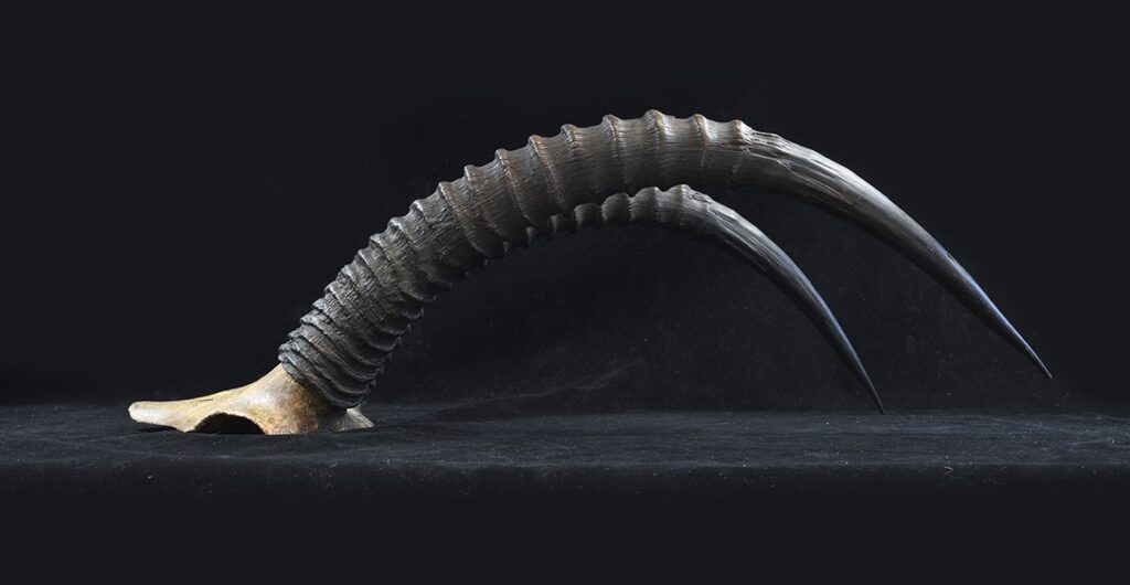 A pair of curved horns sit on a black velvet cloth.