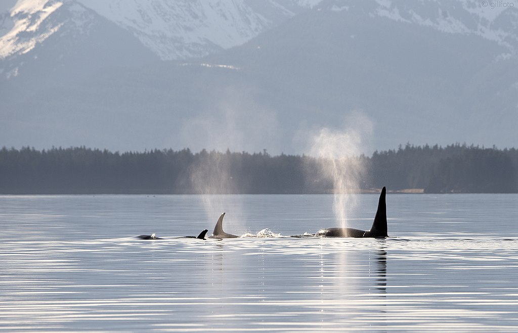 A pod of orcas surfaces. Mountains can be seen in the background.