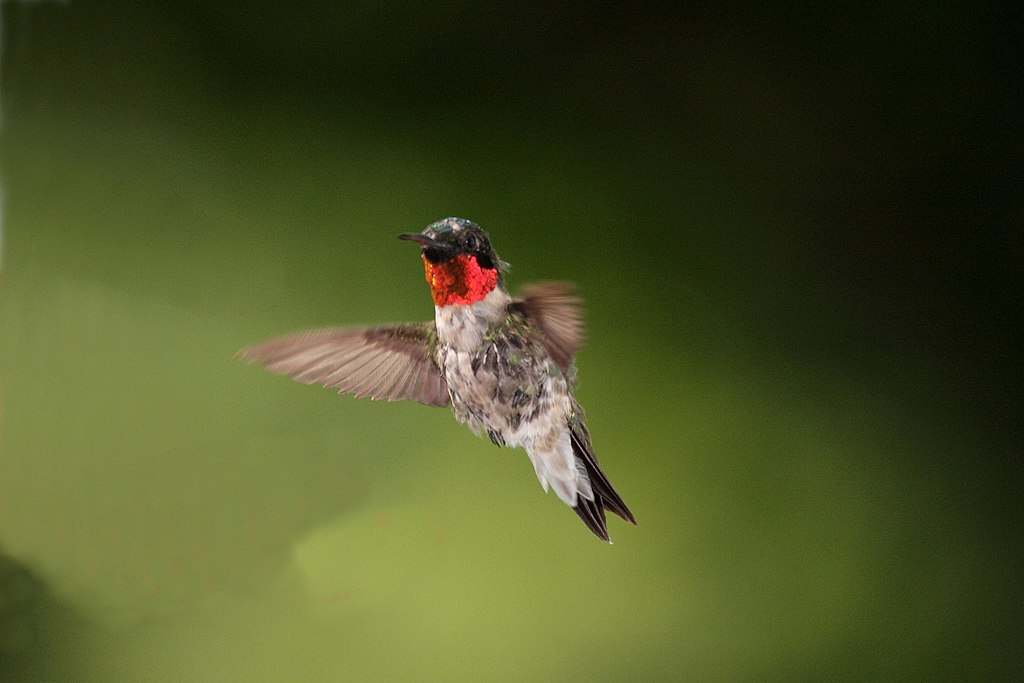 A hummingbird with a bright red throat hovers in midair.