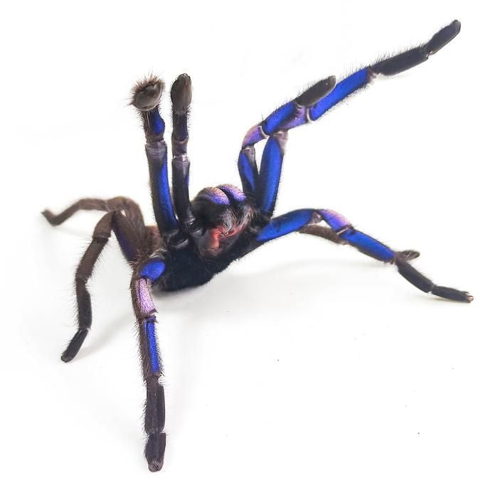 A large spider lifts its forelegs, which are a bright blue colour. 